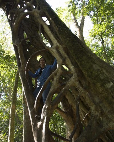 Ficus estrangulador en Monteverde Costa Rica